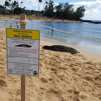Poipu Beach - Beaches Near Me - Koloa, Hawaii Poipu Beach - Beaches Near Me - Koloa, Hawaii