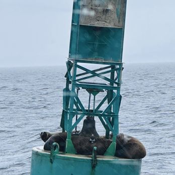 Puget Sound Express - Sea lions and the cormorant - Whale Watching Tours Near Me - Edmonds, Washington Puget Sound Express - Sea lions and the cormorant - Whale Watching Tours Near Me - Edmonds, Washington