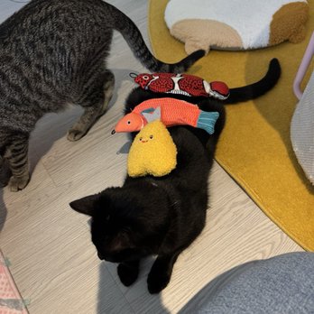 Cat Cafe Meows Rakuen - Cafes Near Me - Gardena, California Cat Cafe Meows Rakuen - Cafes Near Me - Gardena, California