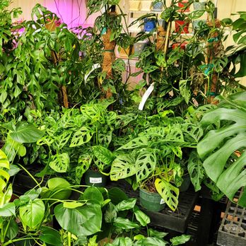 Ginger Valley - a variety of tropical plants for sale - Nurseries & Gardening Near Me - Granger, Indiana Ginger Valley - a variety of tropical plants for sale - Nurseries & Gardening Near Me - Granger, Indiana