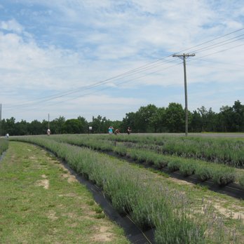 Purple Bloomers Lavender Farm - Farms Near Me - Lillington, North Carolina