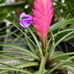 The Great Outdoors - Pretty bloom