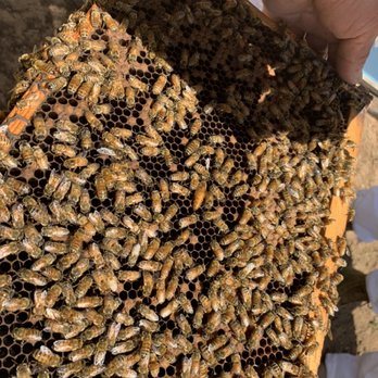 AA-Beekeeper - Queen stands out.. - Pest Control Near Me