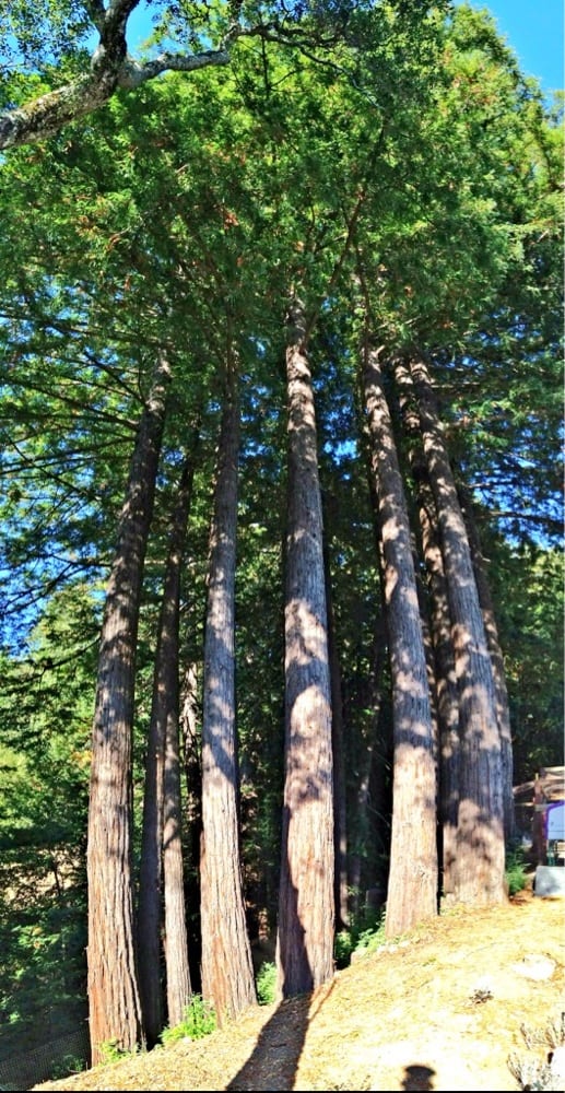 Agri - Con - tree service in San Jose, CA