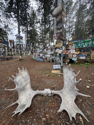 Sign Post Forest by null