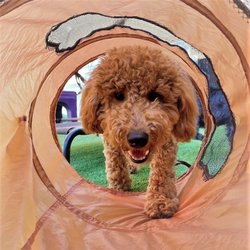 Wag Hotels - Redwood City - Kiss boredom goodbye - keep your pup enriched mentally and physically with up to 12 hours of fun each day.