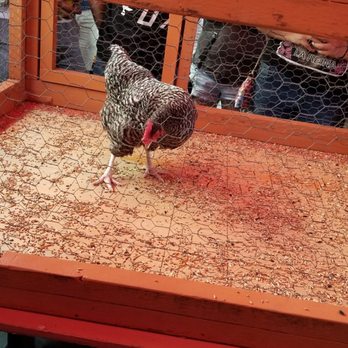 The Little Longhorn Saloon - Bird getting ready to take a dump on bingo board - Dive Bars Near Me - Austin, Texas