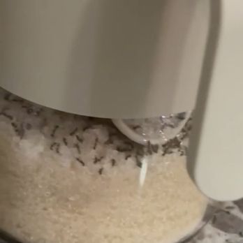 HomeShield Pest Control - Ants in the sugar jar - Pest Control Near Me HomeShield Pest Control - Ants in the sugar jar - Pest Control Near Me