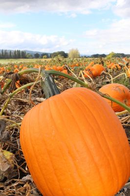 The Pumpkin Patch on Sauvie Island, Portland's original by null