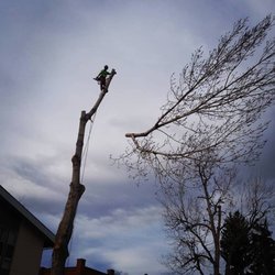 Sanctuary Tree and Garden Care - Popping the top off a cottonwood.