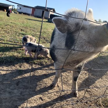 Piney Acres Farm - Bring quarters for feed, and your own hand sanitizer for clean hands. - Christmas Trees Near Me - Fortville, Indiana Piney Acres Farm - Bring quarters for feed, and your own hand sanitizer for clean hands. - Christmas Trees Near Me - Fortville, Indiana