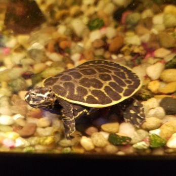Reptile City - Healthy Florida soft shell from Reptile city! - Pet Stores Near Me - Honey Grove, Texas Reptile City - Healthy Florida soft shell from Reptile city! - Pet Stores Near Me - Honey Grove, Texas