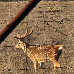 Antler Oaks Lodge and RV Resort