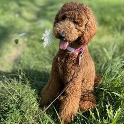 Puppy Lovin' Kennels - Standard poodle