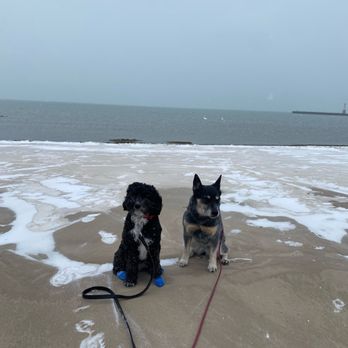 Venus and Mars K9 - Pet Training Near Me