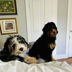 New England Bernedoodles - Alice & Trixie