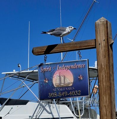 Schooner Wharf Bar by null