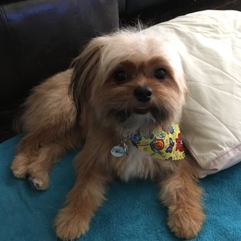 Bark Avenue Pet Salon - Pet Groomers Near Me - Parker, Colorado