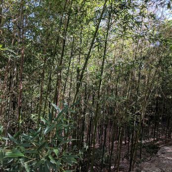 Zilker Botanical Gardens - Bamboo - Botanical Gardens Near Me - Austin, Texas Zilker Botanical Gardens - Bamboo - Botanical Gardens Near Me - Austin, Texas