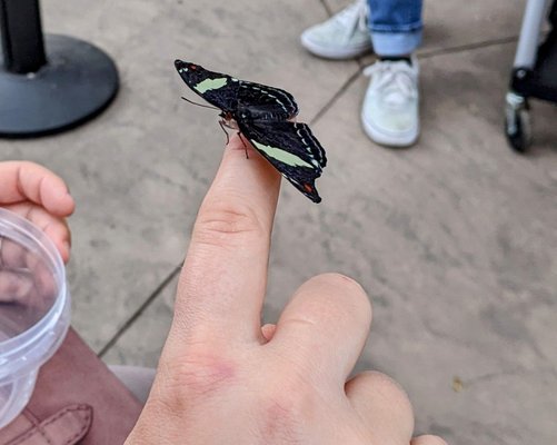 Butterfly Biosphere by null