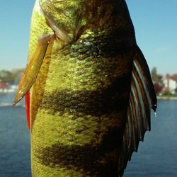 Phelps Lane Pool - Alder lake perch 4-2017