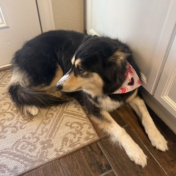 Collar Cuts Mobile Grooming - Elsa looking beautifully demure. - Pet Groomers Near Me - Broomfield, Colorado
