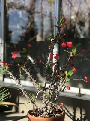 Memorial University Botanical Garden by null