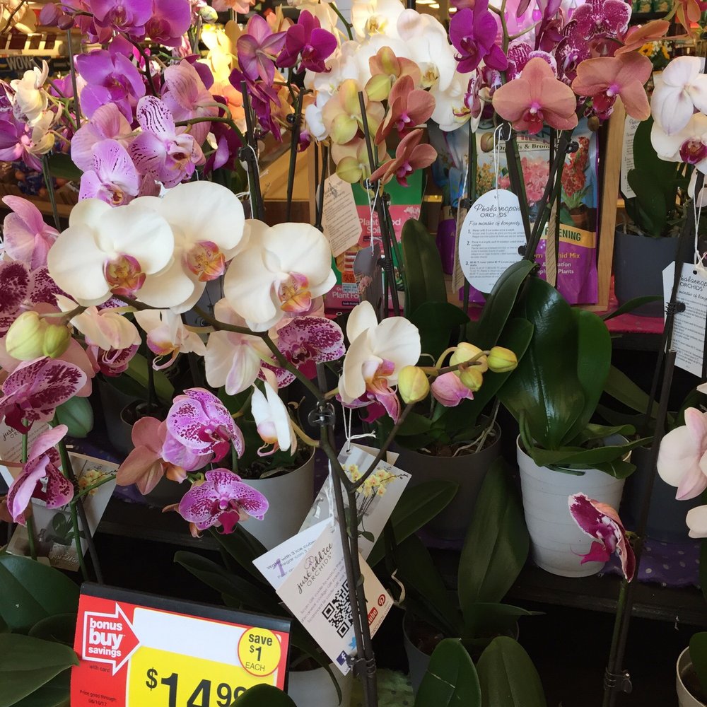 Stop & Shop - Nice orchids - Grocery Near Me - North Adams, Massachusetts Stop & Shop - Nice orchids - Grocery Near Me - North Adams, Massachusetts