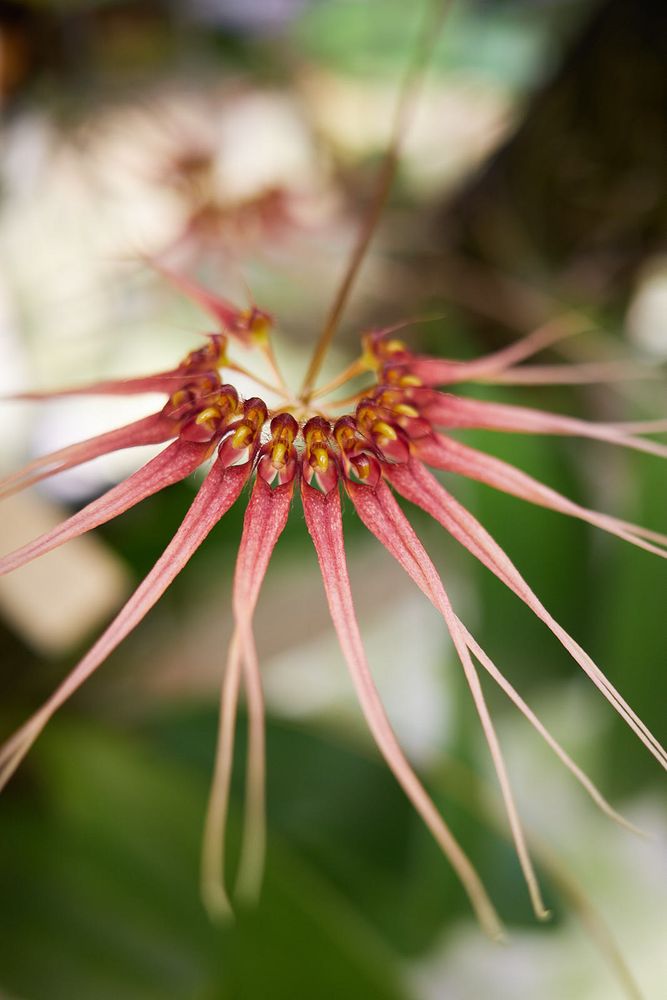 KAWAMOTO ORCHID NURSERY 658 Photos & 85 Reviews 2630 Waiomao Rd