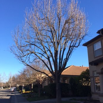 Valley Falls Tree Care - Tree After... - Tree Services Near Me