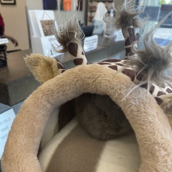 Westminster Veterinary Group - Veterinarians Near Me - Westminster, California