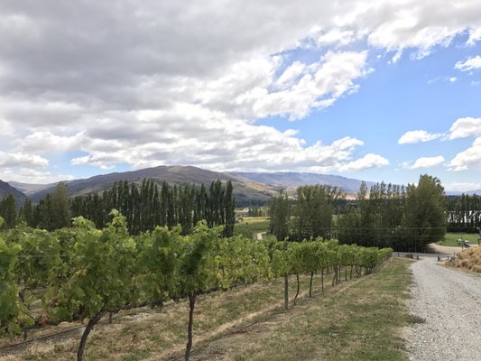 Felton Road Wines by null