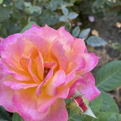 Osage Station Park - Rose