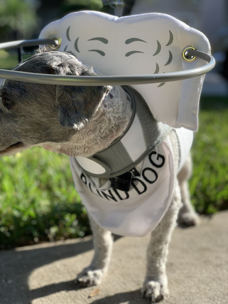 MUFFIN’S HALO Los Angeles, California Pet Stores Phone Number Yelp