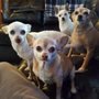 Photo of Busy Izzy Pet Sitting Service