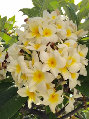 Sol La Palma by null