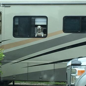 Frog City RV Park - Dog friendly park with a lot of green space for your pups! - RV Parks Near Me - Duson, Louisiana