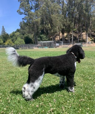 Canine Design by Gadi