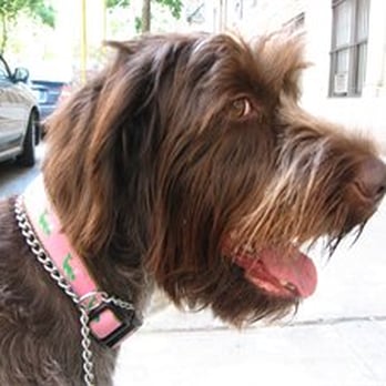 DogDay Dog Walkers - Dog Walkers Near Me - Manhattan, New York DogDay Dog Walkers - Dog Walkers Near Me - Manhattan, New York