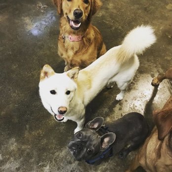 The Grateful Dog - Nala and her furrrever friends at TGD - Pet Training Near Me - San Francisco, California The Grateful Dog - Nala and her furrrever friends at TGD - Pet Training Near Me - San Francisco, California