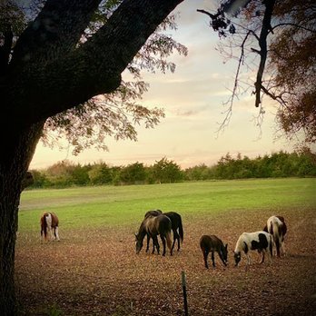 Sunflower Stables - Horse Boarding Near Me - Trenton, Texas