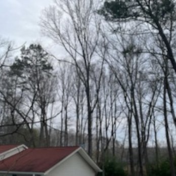Quality Tree Service - Gone = center Oak! - Tree Services Near Me Quality Tree Service - Gone = center Oak! - Tree Services Near Me