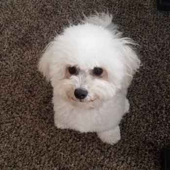1 Love Dog Rescue - Sweet Gidget! She's incredible! - Pet Adoption Near Me - Auburn, California