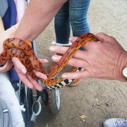 Seminole Country Centennial Festival - Live snake but very few other critters