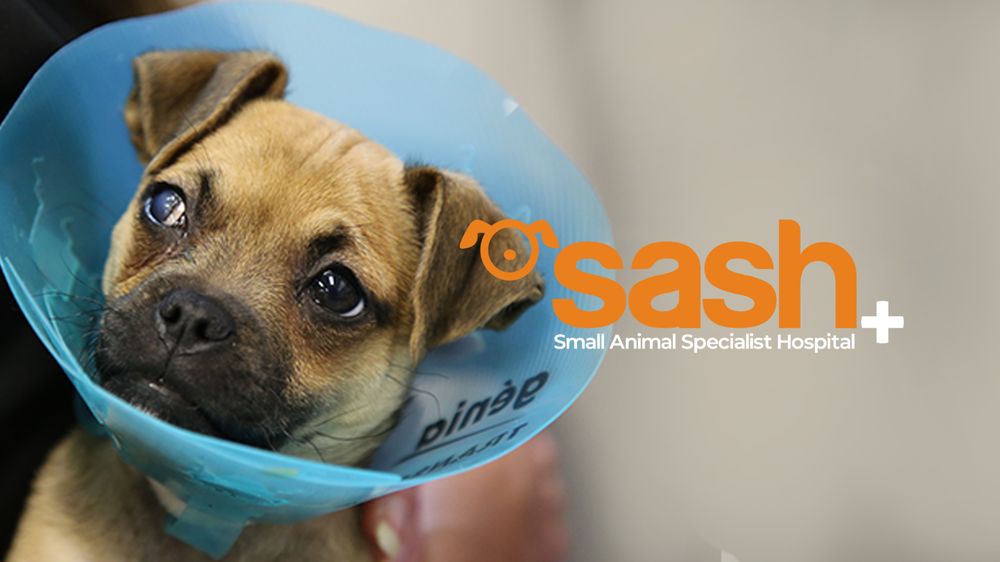 SMALL ANIMAL SPECIALIST HOSPITAL Updated September 2024 1 Richardson Pl, North Ryde New