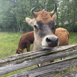 Village Historique Acadien - Cow