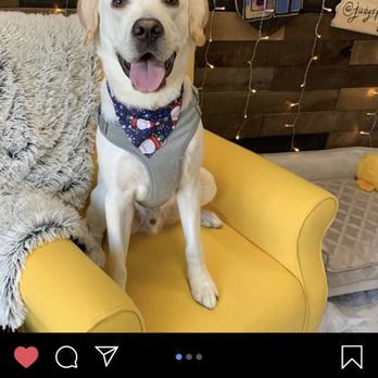 Jasmine Pet Grooming - Pet Groomers Near Me - Brea, California Jasmine Pet Grooming - Pet Groomers Near Me - Brea, California