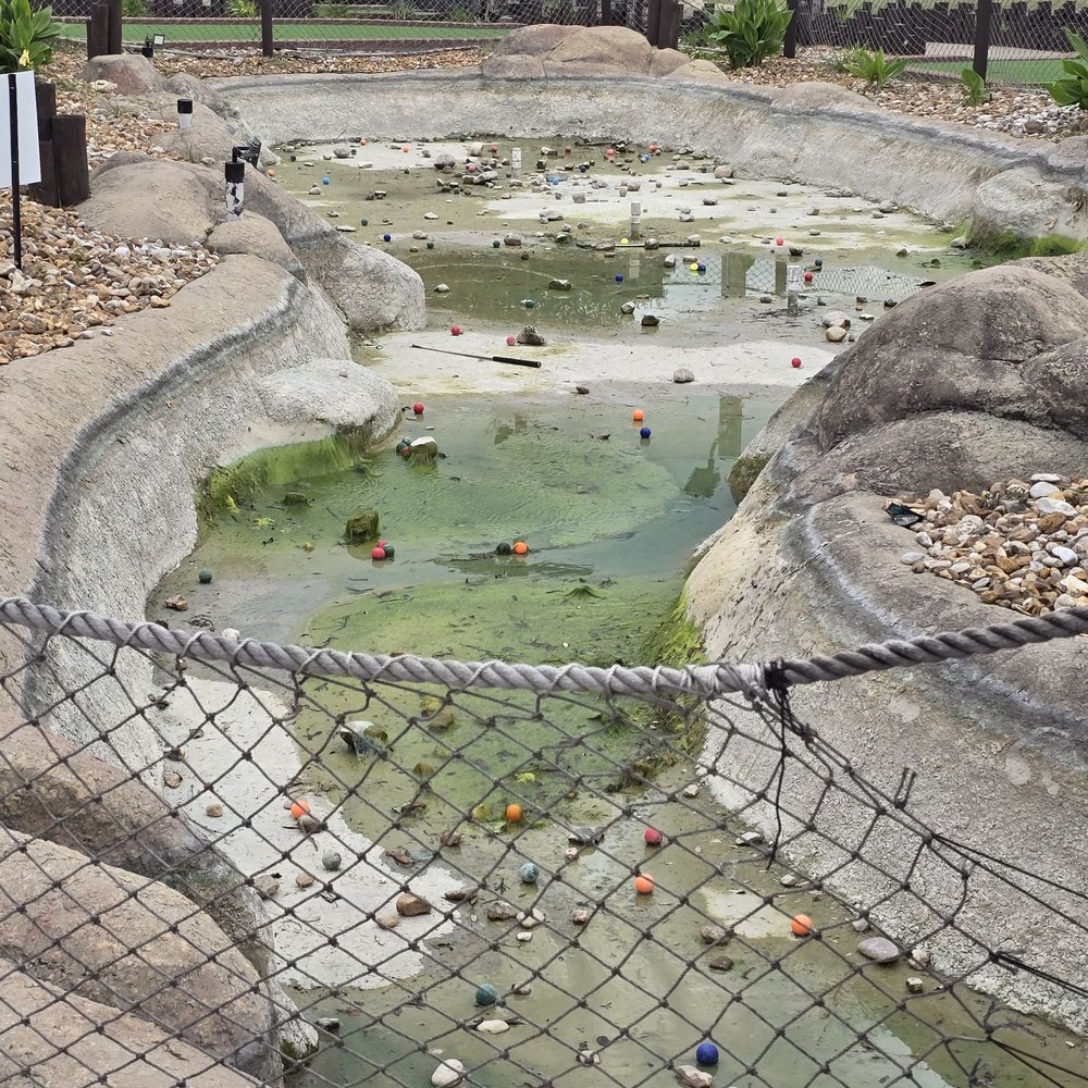 Austin’s - This was put put family golf area. Nasty. - Bowling Near Me - Pflugerville, Texas