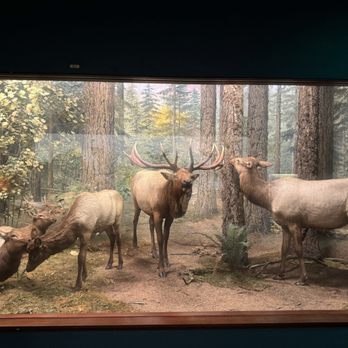 Field Museum - Museums Near Me - Chicago, Illinois