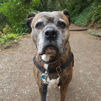 Pawsitive Dog Adventures - Pet Sitting Near Me Pawsitive Dog Adventures - Pet Sitting Near Me